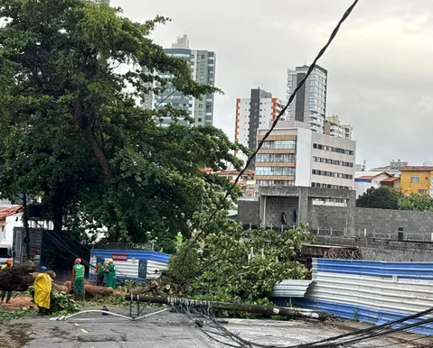 Árvore de grande porte cai no Caminho das Árvores após chuvas intensas