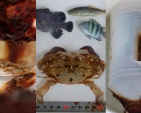 Caranguejo cresce dois meses dentro de garrafa plástica à deriva
