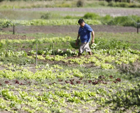 Falta de apoio e infraestrutura ainda são entraves para produtor baiano