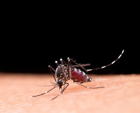 Mosquito desagradável - Imagem