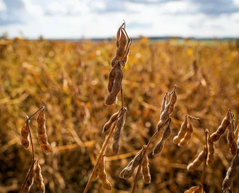Oeste da Bahia avança para barrar maior ameaça da agricultura - Imagem