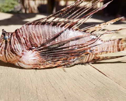Peixe altamente perigoso é encontrado em praia perto de Salvador