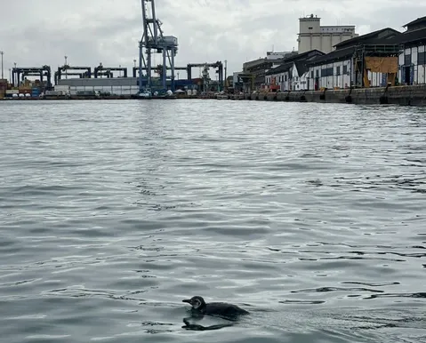 Pinguim é resgatado em área portuária de praia do Comércio