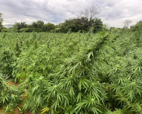 Grupo que plantava maconha tem R$50 milhões presos pela PF