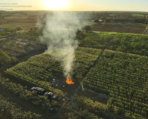 Polícia destrói 20 mil pés de maconha na Chapada Diamantina
