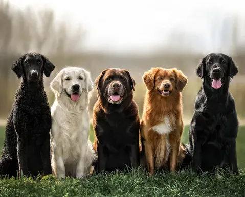 Ranking aponta as 10 raças de cães mais inteligentes e obedientes
