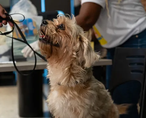 Vacinação gratuita contra raiva para pets acontece neste sábado - Imagem