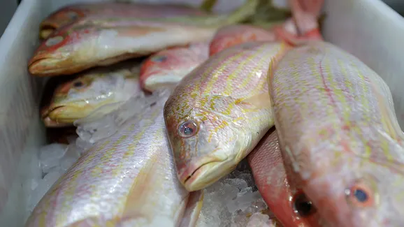 De peixes a pneus: como tarifaço aperta principais setores da Bahia