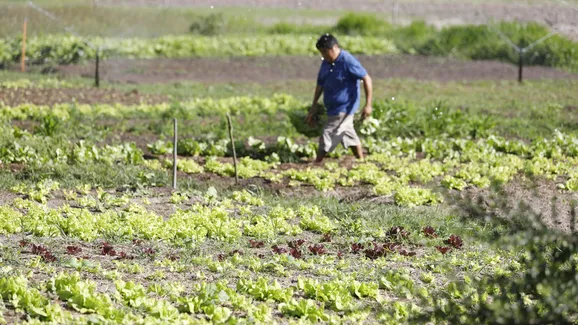 Falta de apoio e infraestrutura ainda são entraves para produtor baiano