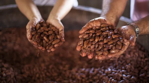 Filhos herdam cacau sustentável e fomentam nova geração no agro baiano