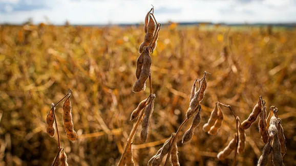 Oeste da Bahia avança para barrar maior ameaça da agricultura