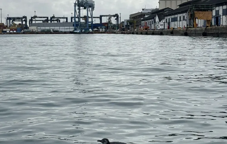 Pinguim é resgatado em área portuária de praia do Comércio