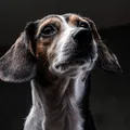 Dia do Cão Idoso: saiba quais cuidados ter com pets na velhice imagem