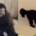 Morre macaco que invadiu casa de luxo, tomou cachaça e feriu policial imagem