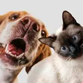 Outubro Rosa Pet: Bahia terá atendimento gratuito para cadelas e gatas imagem
