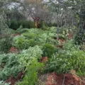Plantação com 22 mil pés de maconha é destruída em área rural da Bahia imagem