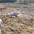 Super El Niño: como o SUS está se preparando para pior seca no Nordeste imagem