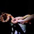 Zoológico de Salvador abre inscrições para visita noturna gratuita imagem