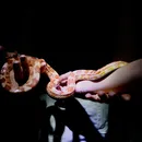 Zoológico de Salvador abre inscrições para visita noturna gratuita