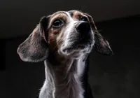 Dia do Cão Idoso: saiba quais cuidados ter com pets na velhice