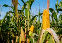 El Nino 2026: seca ameaça lavouras de soja e milho