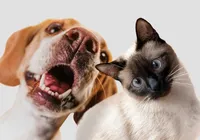 Outubro Rosa Pet: Bahia terá atendimento gratuito para cadelas e gatas
