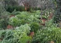 Plantação com 22 mil pés de maconha é destruída em área rural da Bahia