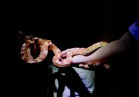 Zoológico de Salvador abre inscrições para visita noturna gratuita