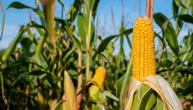 El Nino 2026: seca ameaça lavouras de soja e milho