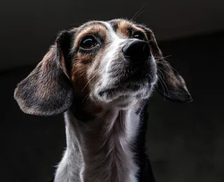 Dia do Cão Idoso: saiba quais cuidados ter com pets na velhice
