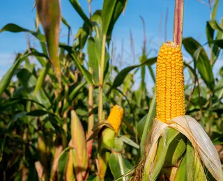 El Nino 2026: seca ameaça lavouras de soja e milho