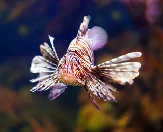 Invasão faz mergulhadores retirarem 138 peixes perigosos das águas do Nordeste