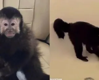 Morre macaco que invadiu casa de luxo, tomou cachaça e feriu policial
