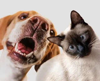 Outubro Rosa Pet: Bahia terá atendimento gratuito para cadelas e gatas