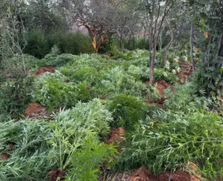 Plantação com 22 mil pés de maconha é destruída em área rural da Bahia