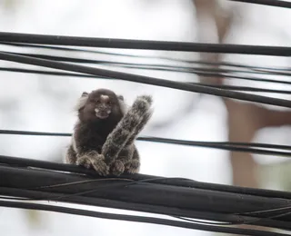 Pode dar comida para mico? Entenda o que acontece com o animal