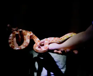 Zoológico de Salvador abre inscrições para visita noturna gratuita