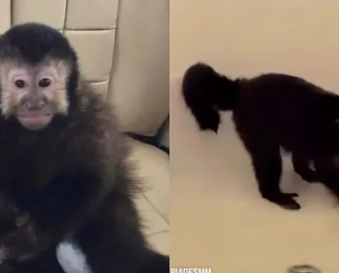 Morre macaco que invadiu casa de luxo, tomou cachaça e feriu policial