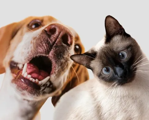 Outubro Rosa Pet: Bahia terá atendimento gratuito para cadelas e gatas