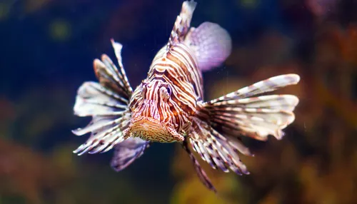 Invasão faz mergulhadores retirarem 138 peixes perigosos das águas do Nordeste
