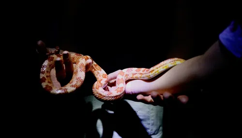 Zoológico de Salvador abre inscrições para visita noturna gratuita