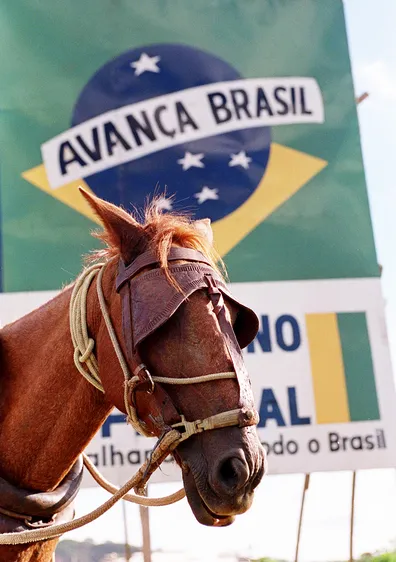 Burro com antolhos na cidade de Mata de São João.