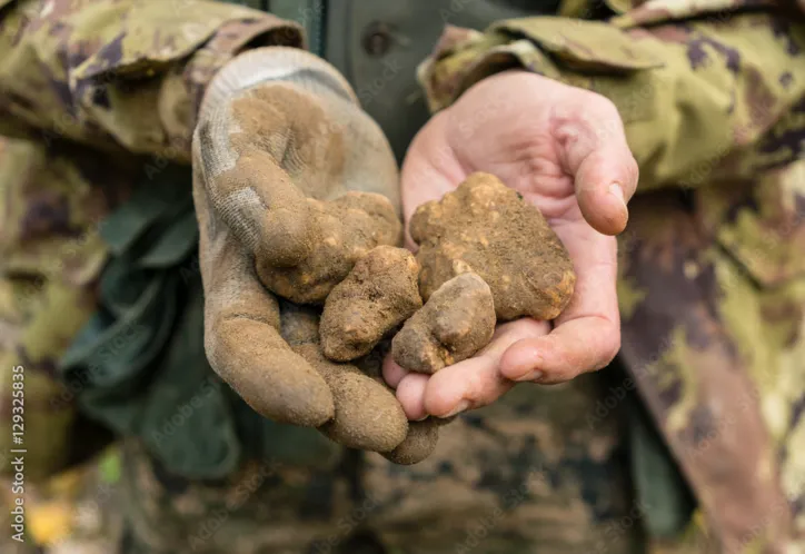 Raras, as trufas trazem curiosidade e sofisticação à cozinha