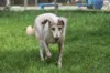 Pepe, que possui 15 anos, vive há sete anos no abrigo. Foi resgatado no ponto de moto táxi em São Caetano.