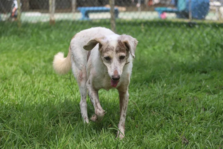 Pepe, que possui 15 anos, vive há sete anos no abrigo. Foi resgatado no ponto de moto táxi em São Caetano.