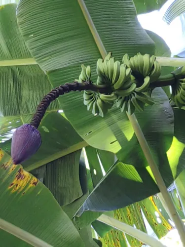 A banana-nanica no pomar do convento também se transforma em licor 
