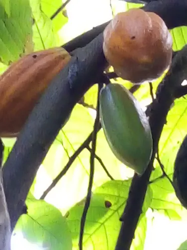 O cacau está entre as frutas que se transforam em licor 