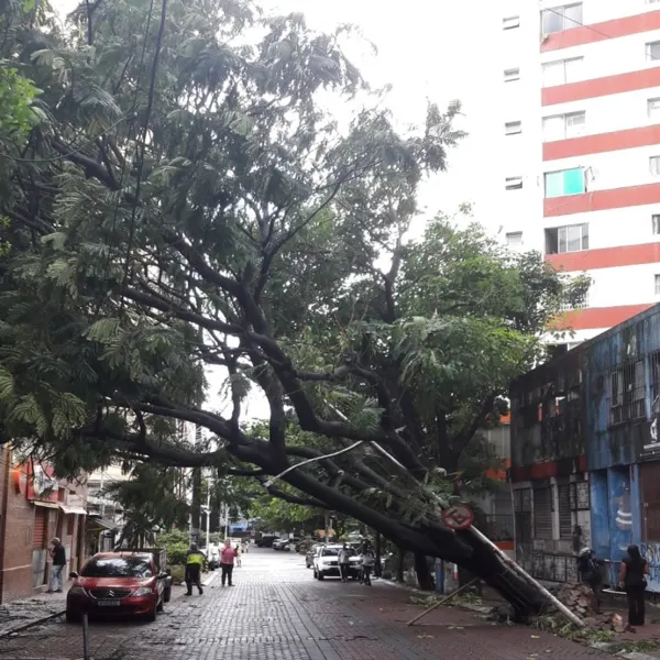 No Largo Dois de Julho, uma árvore grande caiu e a rua precisou ser interditada