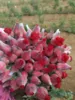 Bahia intensifica produção de flores na primavera
