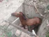 Animal caiu em cisterna desativada